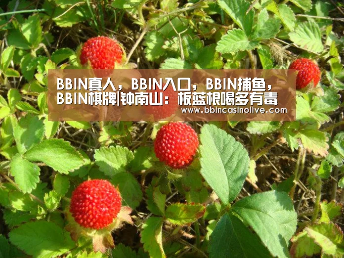 BBIN真人，BBIN入口，BBIN捕鱼，BBIN棋牌